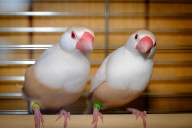 クリーム文鳥 その他の動物の販売 唐津ケンネル 犬 猫 小動物いろんなペットに出会えるペットショップ