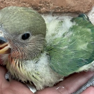 その他の動物の販売 小鳥 唐津ケンネル 犬 猫 小動物いろんなペットに出会えるペットショップ