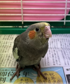 オカメインコ