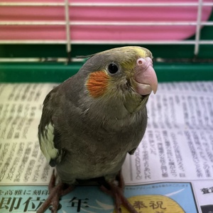 オカメインコ