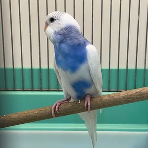 セキセイインコ【ヒナ】(ペットアミ周船寺店)