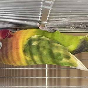 ボタンインコ