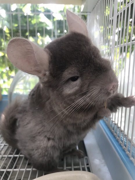 ラブリーチンチラ 動物 最高の花の画像