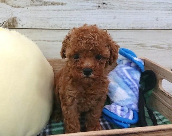 ピックアップ ペットショップけんねる大名店 唐津ケンネル 犬 猫 小動物いろんなペットに出会えるペットショップ